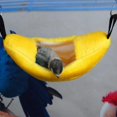 thumbnail image 4 of Cute Pet Hammock Swing Cute Pet Hammock Hanging Hamster Squirrel Nest for Pets Storage Small Animal Sleeping, 4 of 4