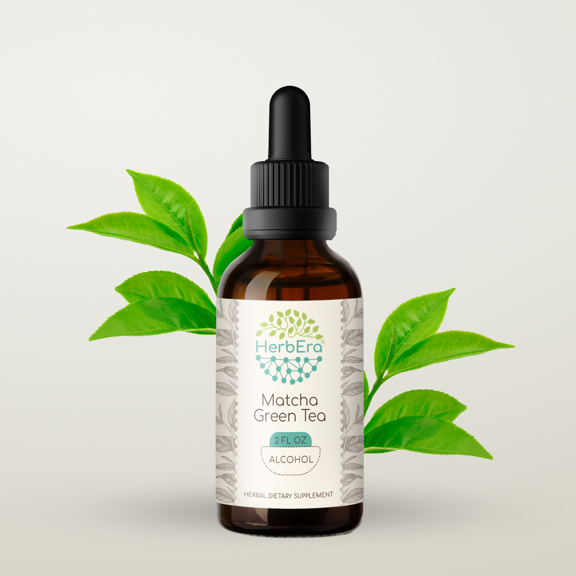 Matcha Green Tea Alcohol Herbal Extract Tincture, Super-Concentrated Organic Green Tea, Matcha (Camellia sinensis) Dried Leaf 2 oz