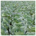 thumbnail image 5 of Everwilde Farms - 500 Danish Ballhead Cabbage Seeds - Gold Vault Jumbo Bulk Seed Packet, 5 of 5