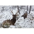 thumbnail image 2 of The Yellowstone Collection 18x13 White Modern Wood Framed Museum Art Print Titled - Young Bull Elk on Snowy Day, Yellowstone National Park, 2 of 4