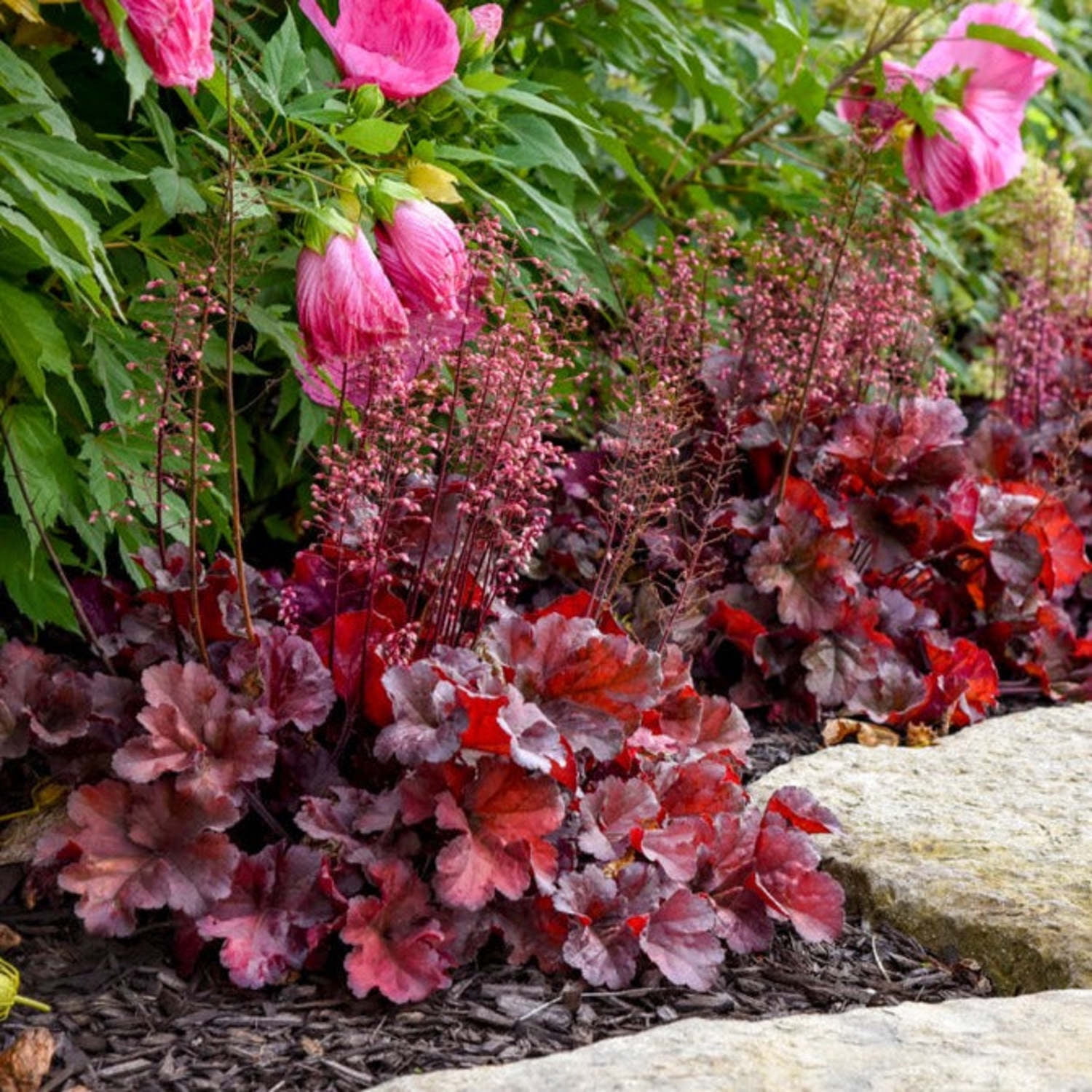 Proven Winners 6" Red Primo 'Mahogany Monster' Coral Bells Live Plant in 6.5" Pot