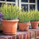 thumbnail image 1 of Ramo de Lavanda Artificial, 10 Unidades, 15 Pulgadas de Largo, Flores Artificiales de Plástico con Polvo Flocado Blanco, Realista, para Decoración de Bodas, Hogar, Jardín, Oficina, Balcón y Baño., 1 of 6