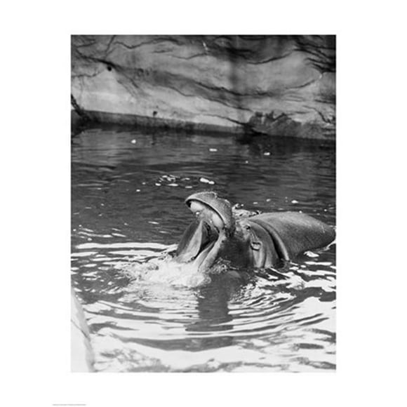 PVT/Superstock SAL255423419 Hippopotame -Hippopotame Amphibie - dans l'Eau -18 x 24 Affiche Imprimée