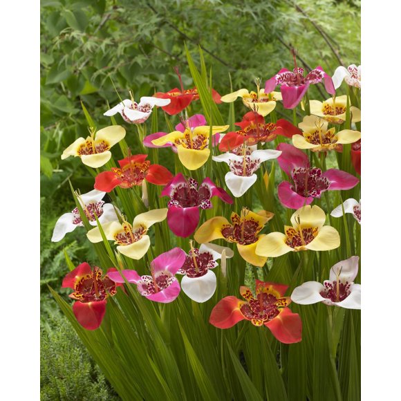 Tasc Flower Bulbs- Tigridia Pavonia Assorted