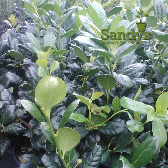 Ilex Evergreen Shrub, Nellie R Stevens Holly, Lot of 15, 3 Inch Pot