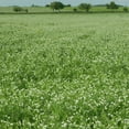 thumbnail image 3 of Arivka Pea Seeds - 25 Lb Bulk ~57,600 Seeds - Non-GMO Green Pea Seeds - Farm, Garden Cover Crop - AKA: Arivka Field Pea, 3 of 5