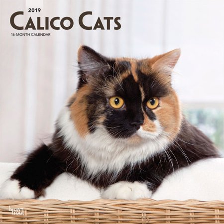 Cats Calico Wall Calendar Cat Breeds By Calendars Walmart Com