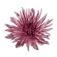 thumbnail image 2 of Pink Spider Mums - Farm Direct Fresh Cut Flowers - 50 Stems, 2 of 9
