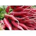 thumbnail image 1 of 100 CHINA ROSE RADISH (Chinese Winter Radish) Raphanus Sativus Vegetable Seeds, 1 of 1