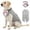 B, variant on Aximioll Dog Tuxedo Harness Suit, Formal Wedding Bandana Vest with Bow Tie, Elegant Pet Party Clothes Apparel for Small Medium Large Dogs Dress Up, White/M