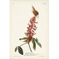 thumbnail image 2 of Audubon, John James 13x18 Black Ornate Wood Framed with Double Matting Museum Art Print Titled - Pl. 78 Great Carolina Wren, 2 of 4