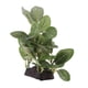 thumbnail image 4 of Plantas Plantas Artificiales Plantas Acuáticas Plantas Decorativas para Acuario Terrario Zulema  Plantas de agua de vivero de reptiles, 4 of 8