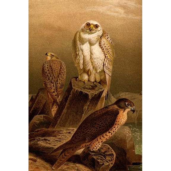 Arctic Falcon- Fine Art Canvas Print (20" x 30")