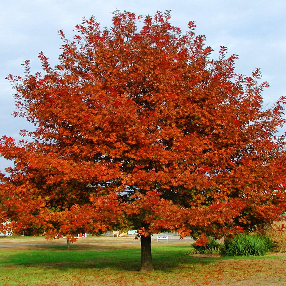 Expert Gardener Shumard Oak Live Tree, 1-2 ft Tall, 1-Gallon Grower Pot