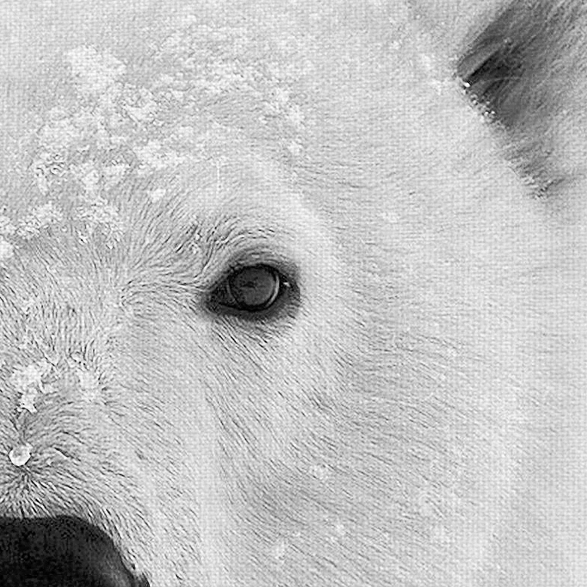 Masterpiece Art Gallery Polar Bear by PhotoINC Studio Canvas Art Print 24" x 24"