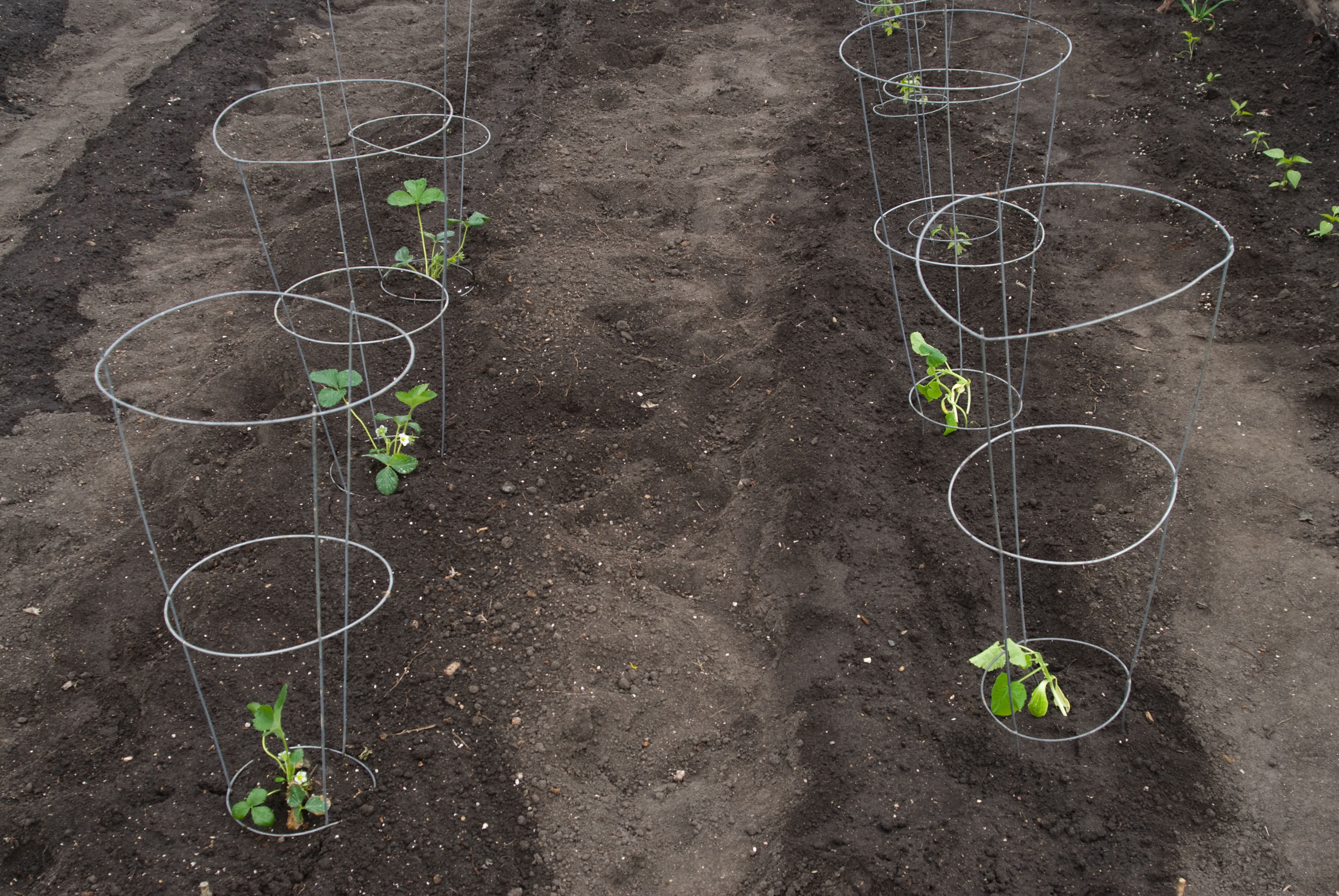 Glamos Wire 33 inch Galvanized Tomato Cage 10 Pack