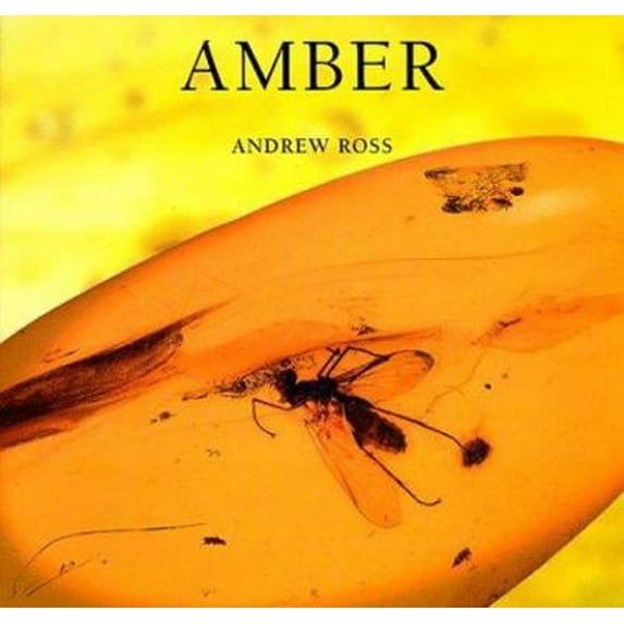 Pre-Owned Amber (Paperback) 0674017293 9780674017290
