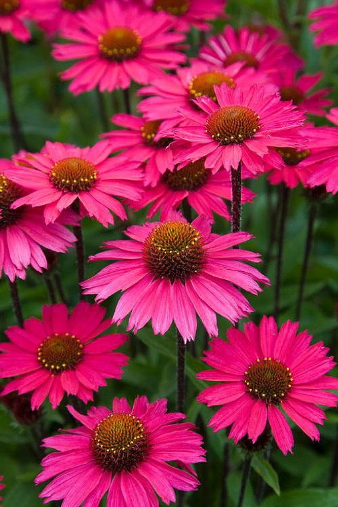 Pink Fascinator Coneflower Echinacea 3" Pot