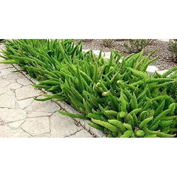 CZ Grain 5 Asparagus Densiflorus Meyersii Plant Seeds