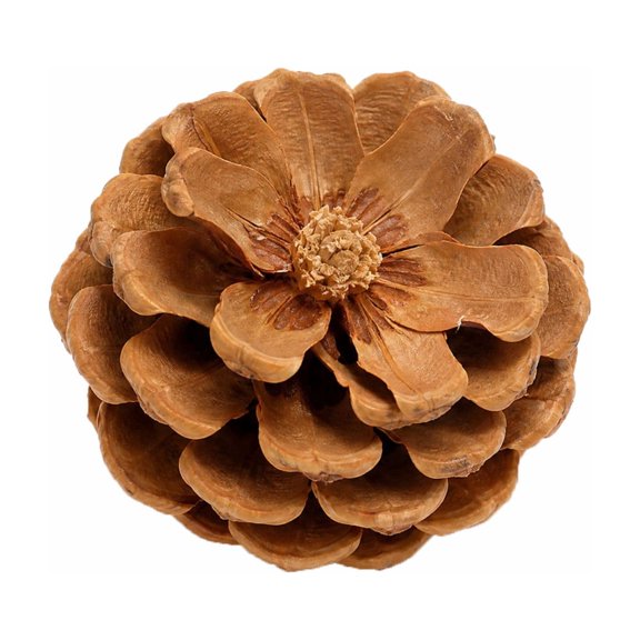 Pine Cones, Natural Dried Flower Petals Rustic Decorative Bowl Fillers for Holiday Wreath DIY Projects, Wedding Decor, Table Centerpieces Brown