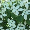 thumbnail image 4 of Kousa Dogwood Tree ( Cornus ) - Live Plant ( 2.5 QT ) - Sun to Shade - White Flowers, 4 of 6