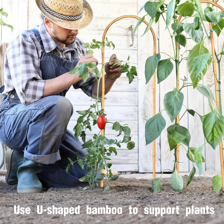 10 Pcs Bamboo House Plant Trellis, NOGIS 16inch Natural U-Hoops Bamboo  Plant Trellis, Plant Support Vines Ivy Plants Flower Tower for Climbing  Potted ...