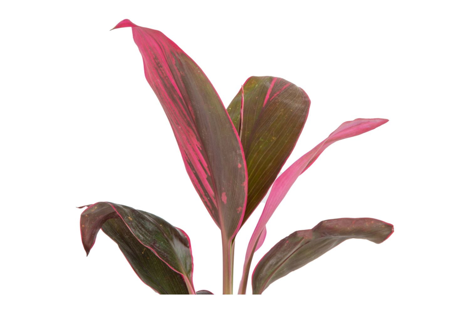 (5 pack) Island Blooms Cordyline Plant, Live Outdoor Foliage, 16-Inch Tall, 1.5-Pint Pot