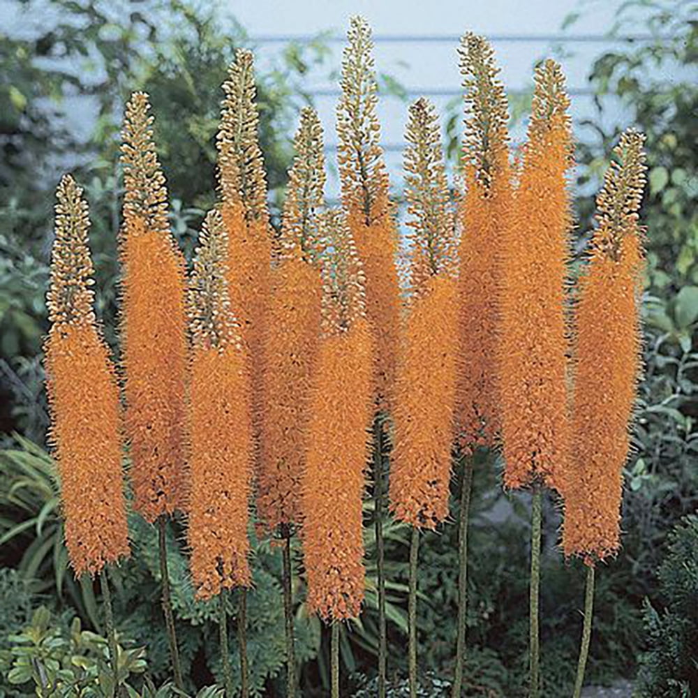 Eremurus isabellinus Pinokkio Foxtail Lily 2 Bulbs