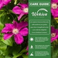 thumbnail image 4 of Clematis Ernest Markham - Live Starter Plant in a 2 Inch Pot - Starter Plants Ready for The Garden - Beautiful Maroon Flowering Vine, 4 of 6