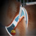thumbnail image 4 of Pet Chest Strap With Bell D-ring Breathable Reflective Magic Stickers Dog Vest Harness For Outdoor Walking, 4 of 6