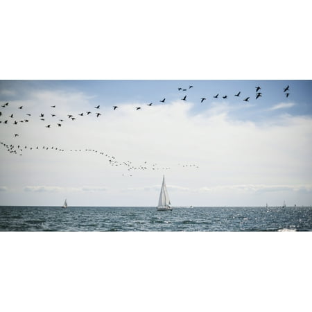 Sailboats cruise the waters of Lake Ontario as a flock of water birds take to the air Toronto Ontario Canada Stretched Canvas - James MacDonald  Design Pics (30 x