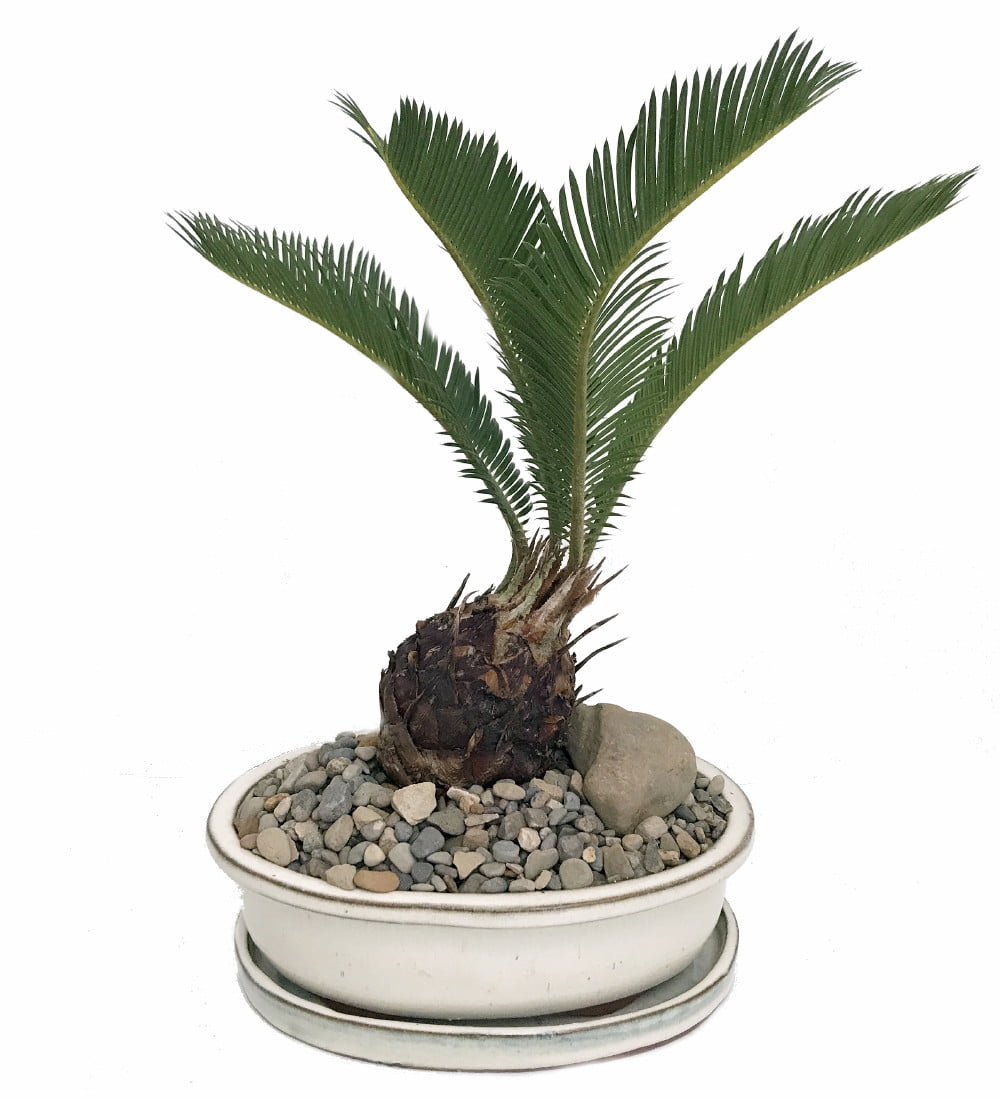 Sago Palm Bonsai in Bonsai Dish Saucer Pebbles Stone -Easy to Grow- 8" x 6" x... by