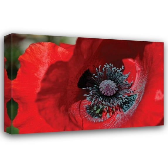 Brian Moore 44x31 Gallery Wrapped Canvas Wall Art Titled - Red Poppy II