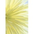 thumbnail image 2 of Mahan, Kathy 11x14 White Modern Wood Framed Museum Art Print Titled - Yellow Chrysanthemum I, 2 of 4