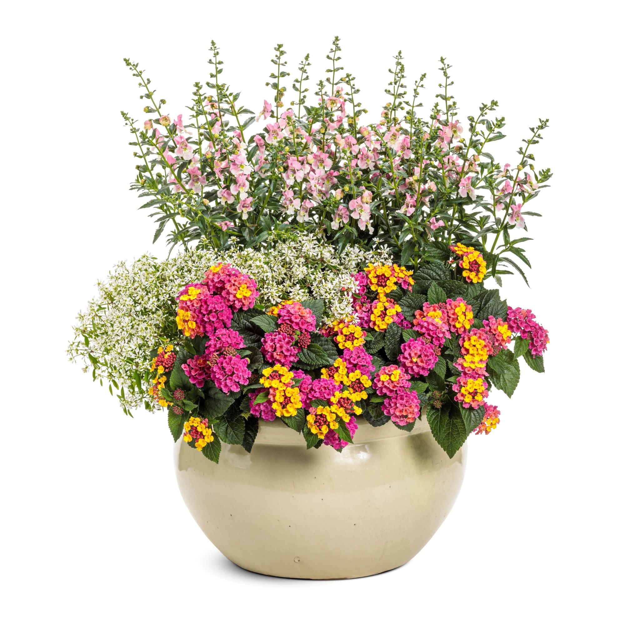 Proven Winners 4" Angelface Wedgewood Pink Summer Snapdragon Live Plant in 4.25" Pot (4 Count)