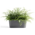 thumbnail image 4 of Ecopots Sofia Durable Modern Oval Indoor/Outdoor Recycled Based Composite Flower Pot Planter w/ Water Reservoir, Grey, 16", 4 of 4