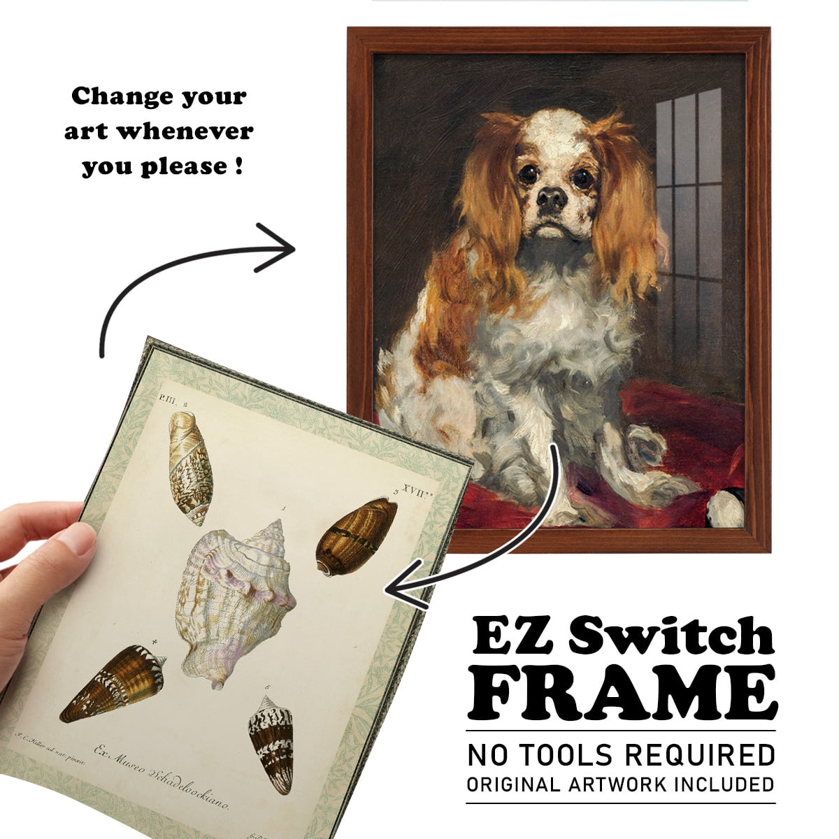 Bookplate Shells IV - Framed Print w/glass - Chestnut