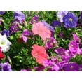 thumbnail image 5 of 250 MIXED COLORS PETUNIA Flower Seeds, 5 of 5