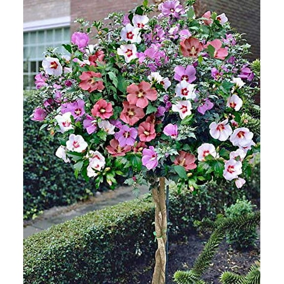 50 Rose of Sharon Flower Seeds for Planting - Beautiful Multicolor Hibiscus Seeds - Giant Perennial Flower - Ships from Iowa, USA