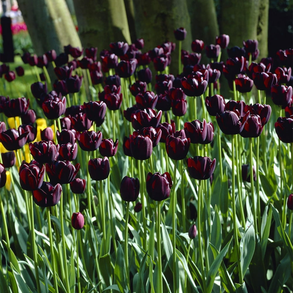 Van Zyverden Tulip Queen of Night Set of 25 Bulbs Black Part Sun