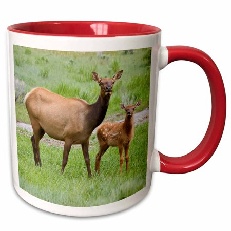3drose, Wyoming, Yellowstone Np, Elk Calf and Mother - Us51 Jwi0122 - Jamie and Judy Wild, 11oz Two-tone Red Mug