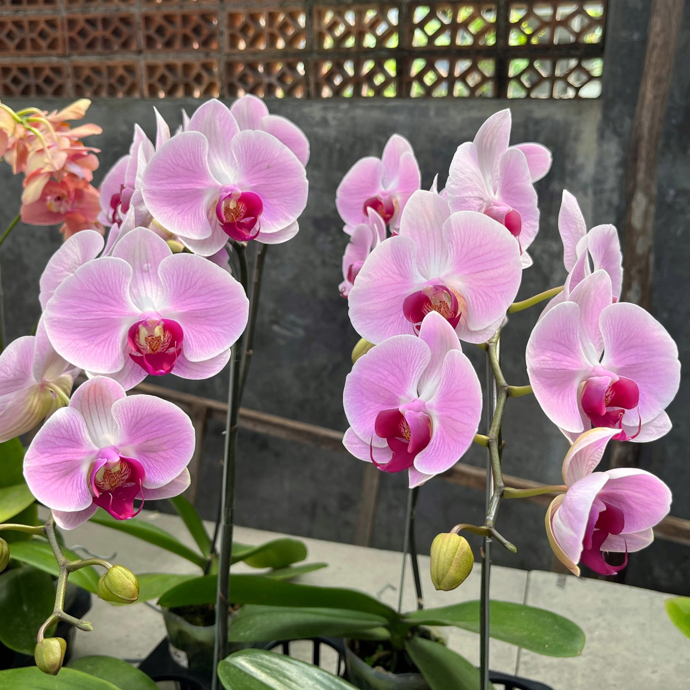 5 in. Superior Multi-Stem Blushing Pink Phalaenopsis Orchid in Luxe Designer Ceramic Planter