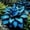 Midnightblue-G, variant on Midnight Blue Hosta-Plants For Planting - Garden Elegance Decoration - Premium Garden Stakes Perfect for Borders - Striking