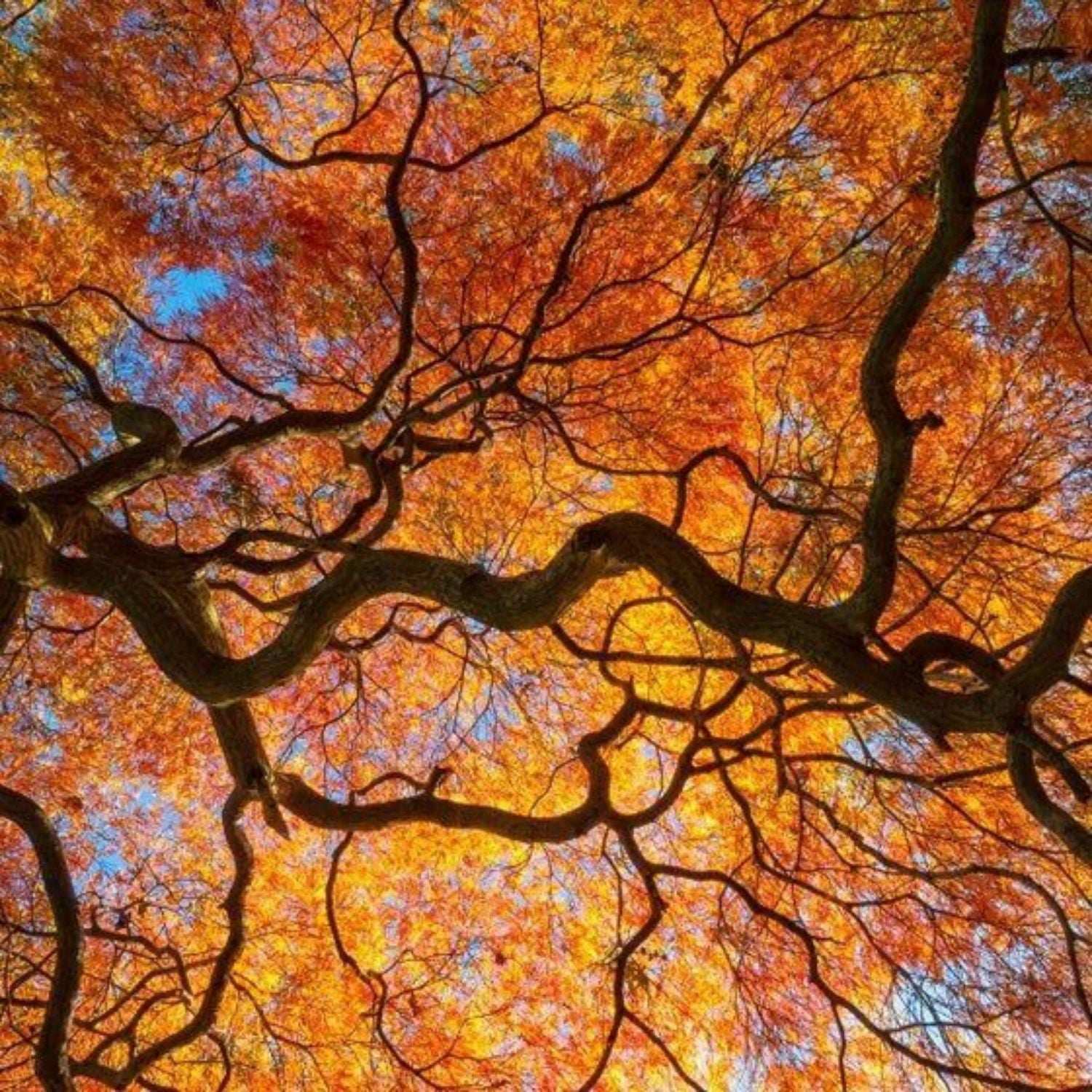 Expert Gardener 3-4' Maple Japanese Orangeola Live Tree in 1 gal. Grower Pot