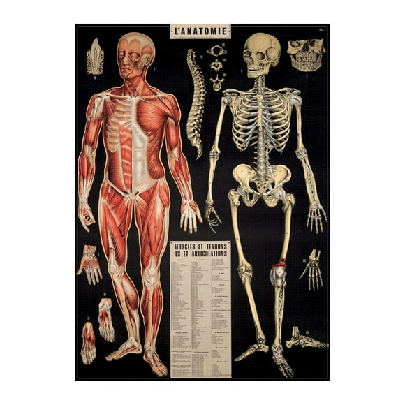 Cavallini Papier Décoratif - L'Anatomie Feuille 20 Pouces"X28 Pouces"