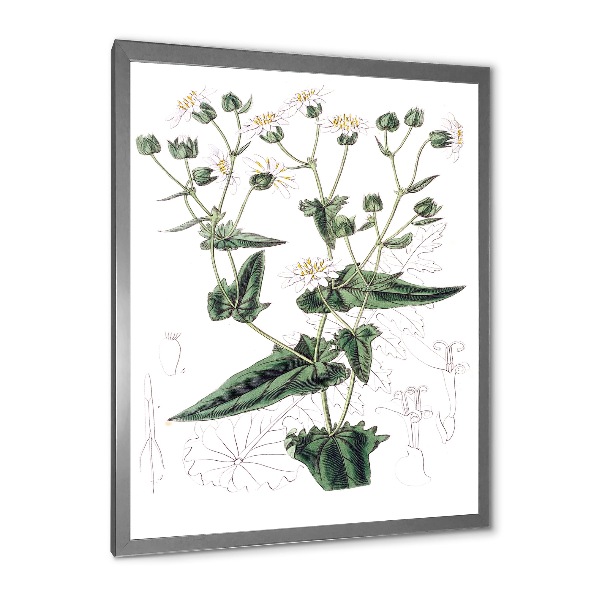 Designart 'Ancient Plant Life XXII' Traditional Framed Art Print