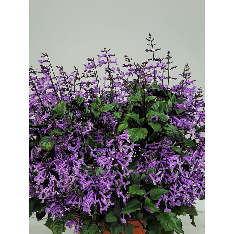 Tropical Plants of FL - Mona Lavender Plectranthus, 22