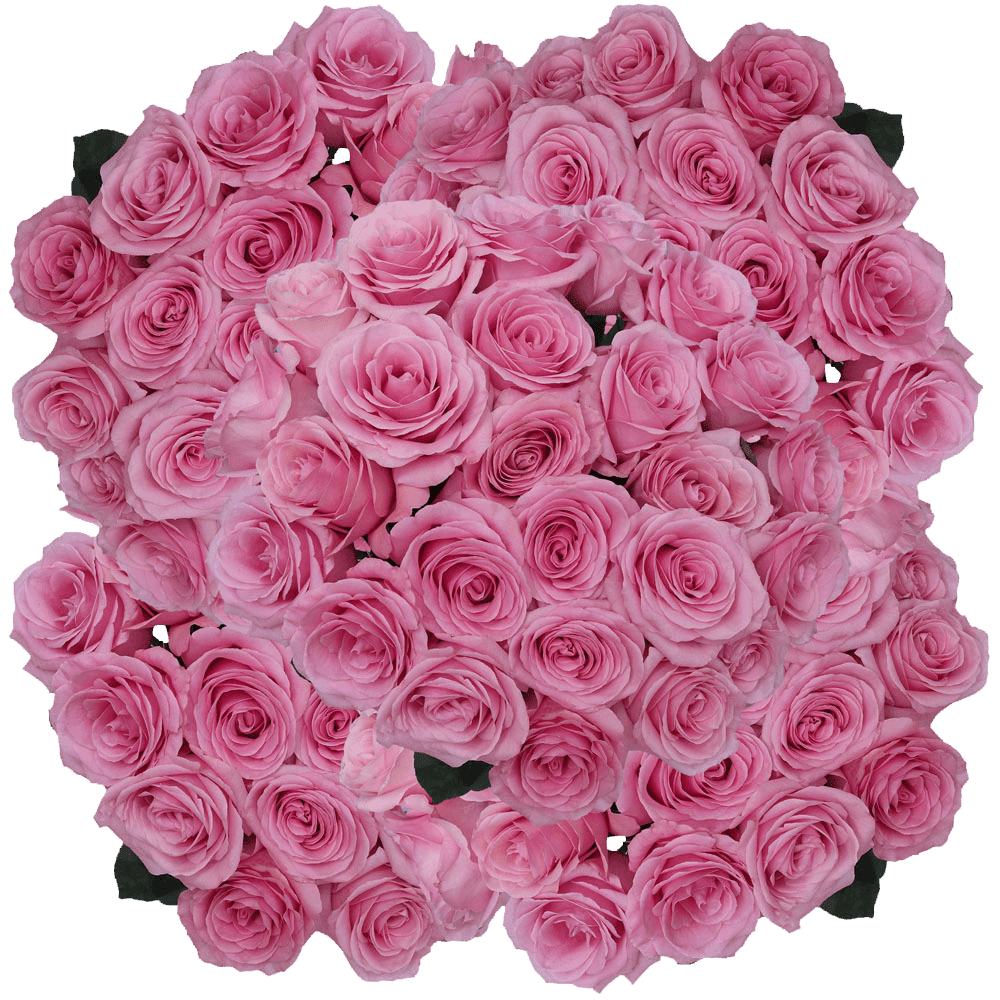 200 Stems of Pink Saga Roses- Fresh Flower Delivery - Walmart.com ...