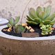 thumbnail image 2 of Adorno de tocón de árbol de simulación, miniatura para casa, jardín de hadas, decoración de plantas bonsái, 6 piezas de resina artificial decorativa, 2 of 6