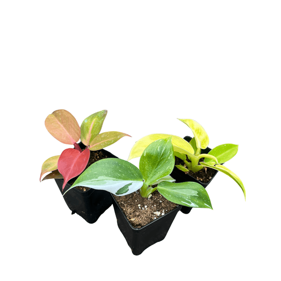 Philodendron Assortment - 3 Pack in 2.5" Pots - Live Plants